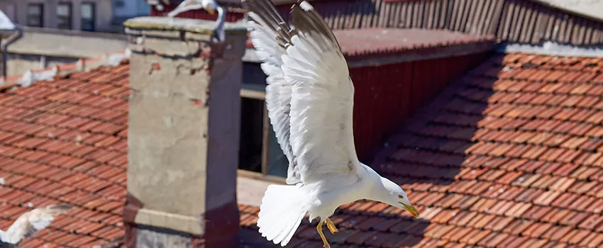 Residential Chimney Animal Removal Solution in Lemon Grove, CA
